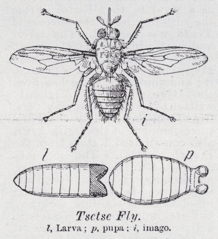 Mosca Tsetsé de English School