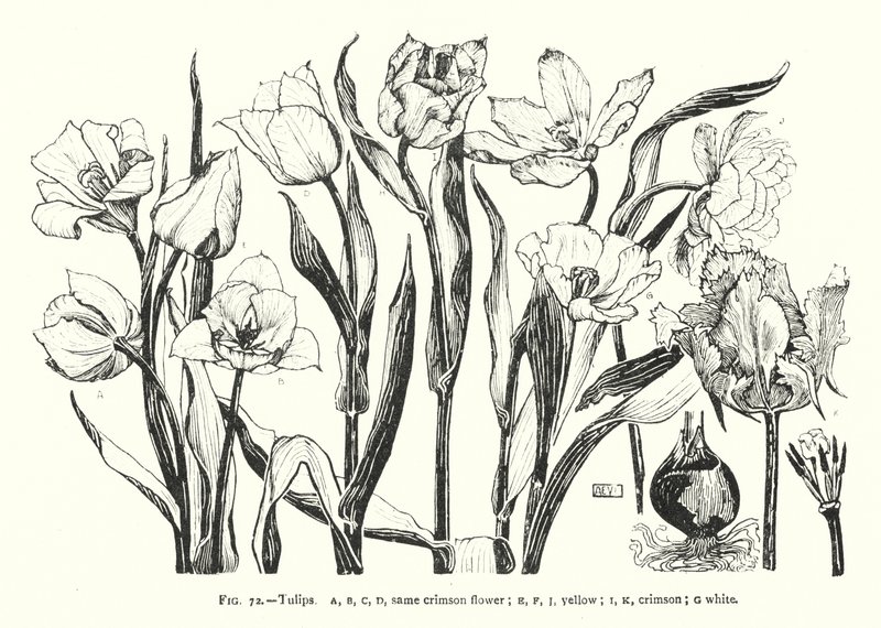 Tulipanes; misma flor carmesí; amarillo; carmesí; blanco de English School