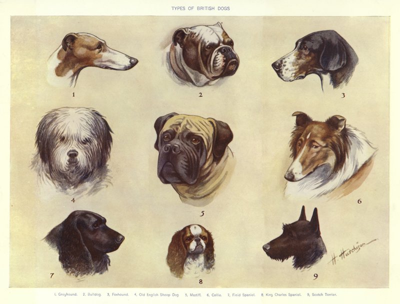Tipos de perros británicos de English School