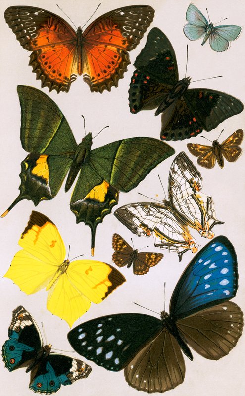 Mariposas típicas de English School