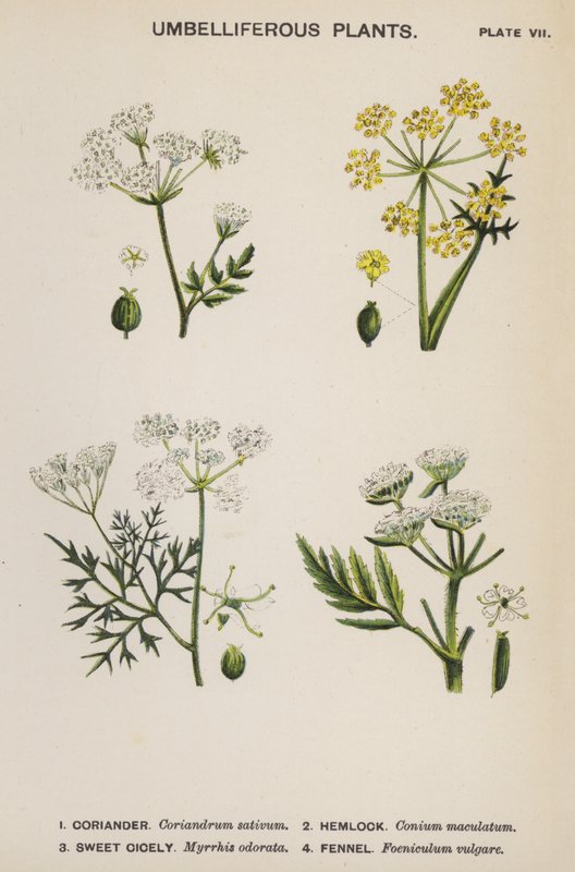 Plantas umbelíferas (litografía en color) de English School