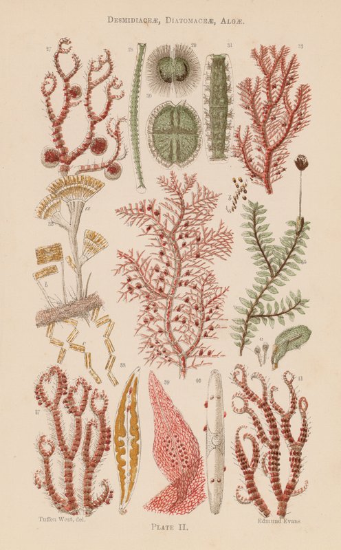 Bajo el microscopio: Desmidiaceae, Diatomaceae, Algas (litografía en color) de English School