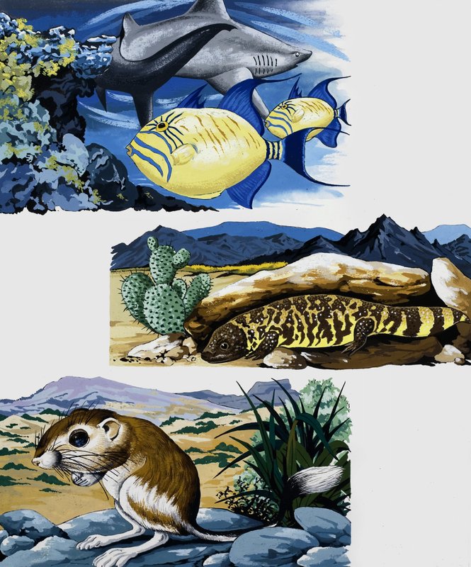 Criaturas submarinas y ratón de English School