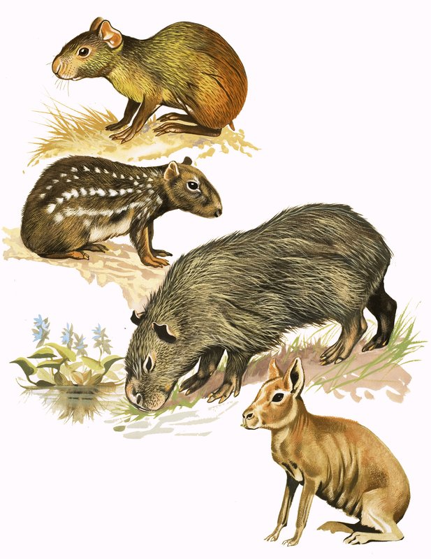 Montaje de animales no identificados de English School