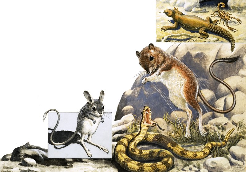 Montaje de animales no identificados con jerbo, serpiente y escorpión de English School