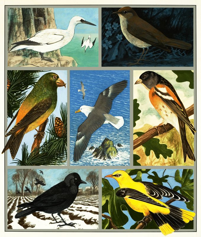 Montaje de pájaro no identificado de English School