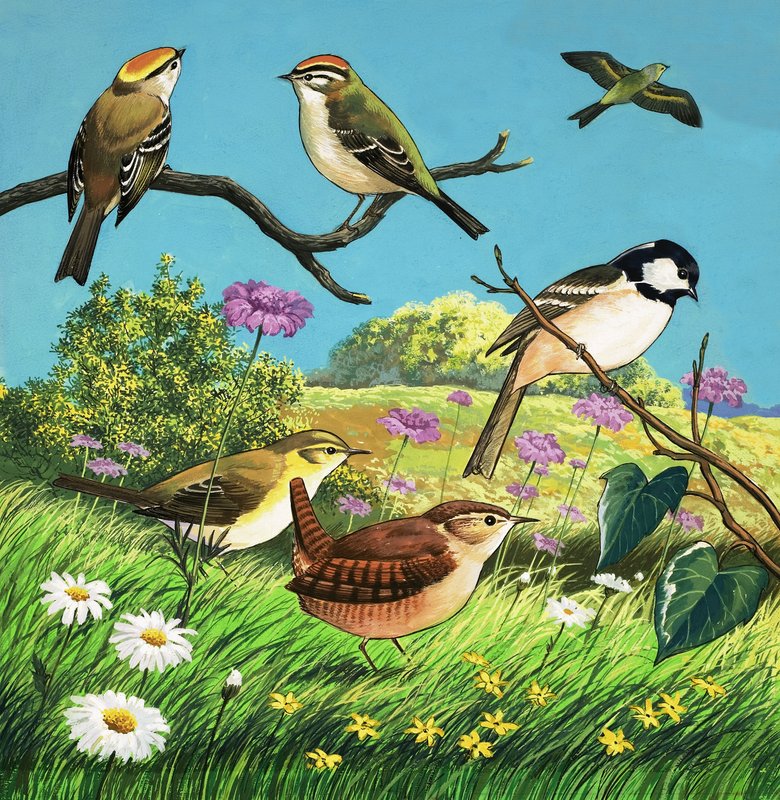 Montaje no identificado de aves de English School