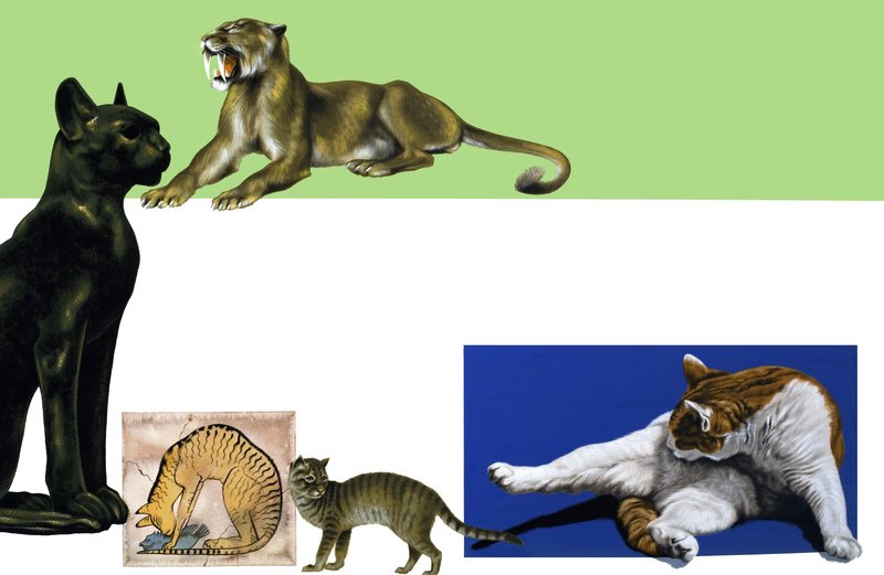 Montaje de gatos no identificados a través de los tiempos de English School