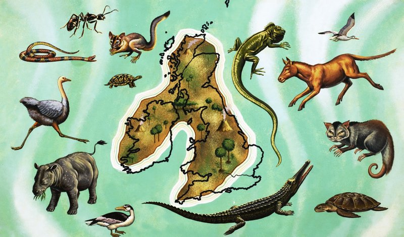 Montaje no identificado de animales alrededor del mapa de Gran Bretaña de English School