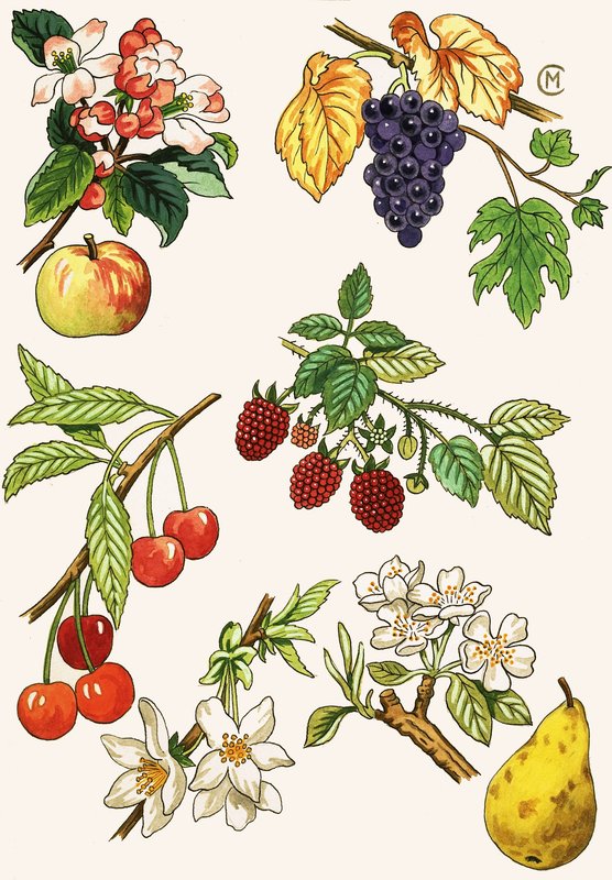 Montaje no identificado de frutas y bayas de English School