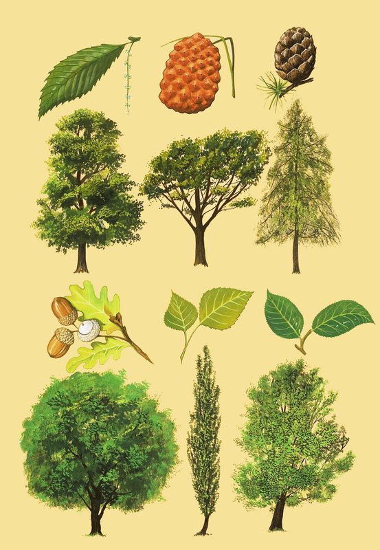 Montaje no Identificado de Árboles y Hojas de English School