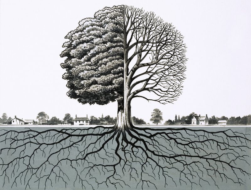 Árbol no identificado, mostrando la mitad sin hojas y el sistema de raíces de English School