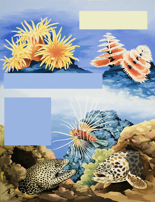 Fauna y flora submarinas no identificadas de English School