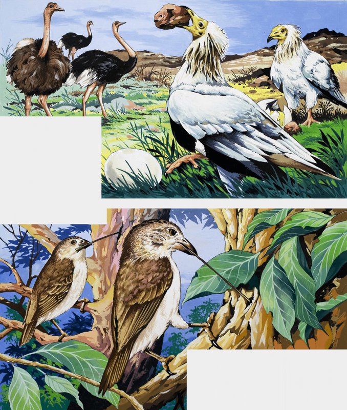 Hábitos alimenticios inusuales de las aves de English School