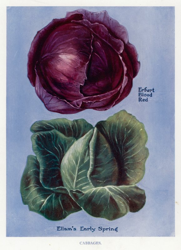 Guía del Cultivador de Vegetales: Coles de English School