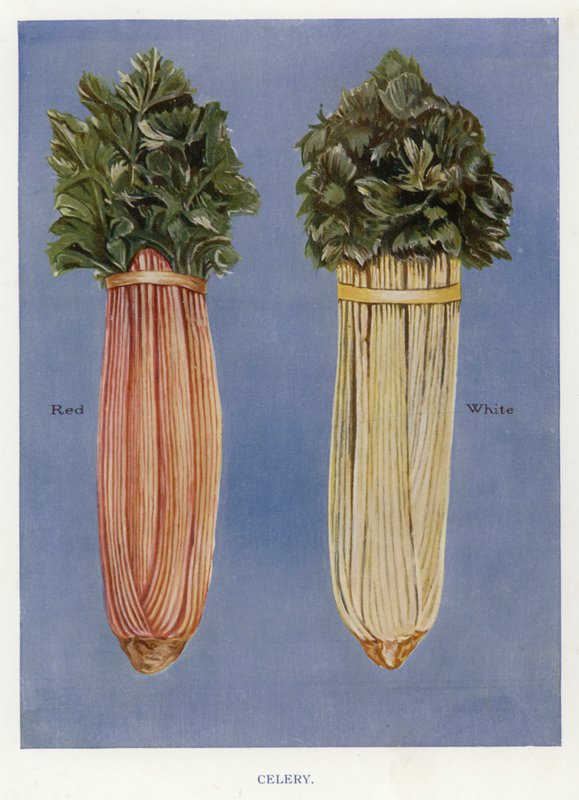 Guía del cultivador de vegetales: Apio de English School