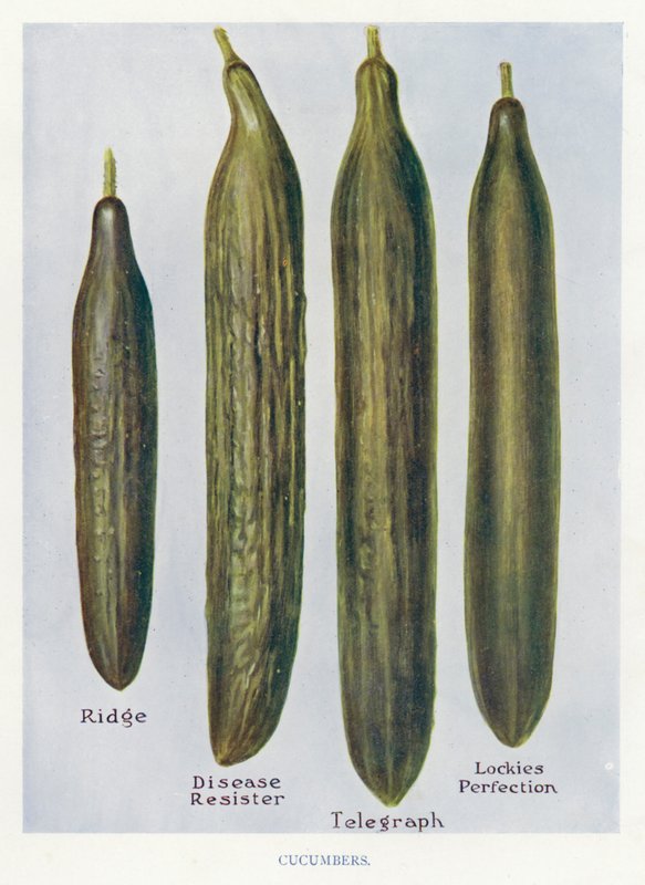 Guía del Cultivador de Vegetales: Pepinos (litografía en color) de English School