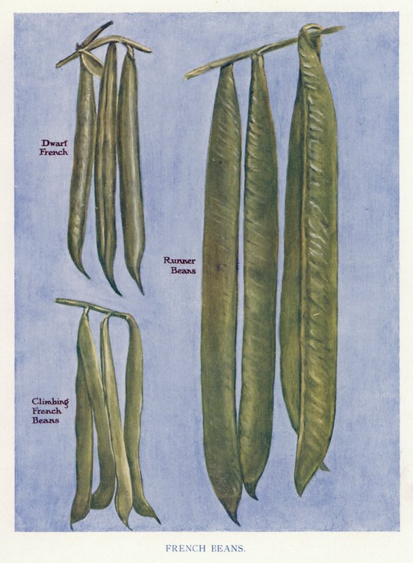 Guía del Cultivador de Vegetales: Judías Verdes (litografía en color) de English School