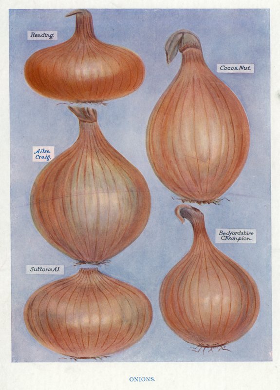Guía del Cultivador de Vegetales: Cebollas de English School