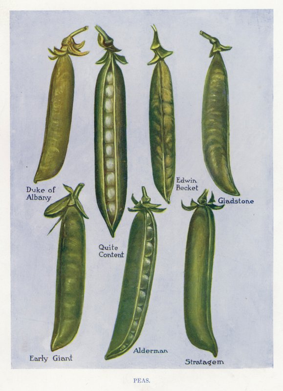 Guía del Cultivador de Vegetales: Guisantes (litografía en color) de English School