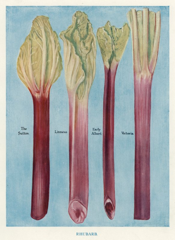 Guía del cultivador de vegetales: Ruibarbo de English School