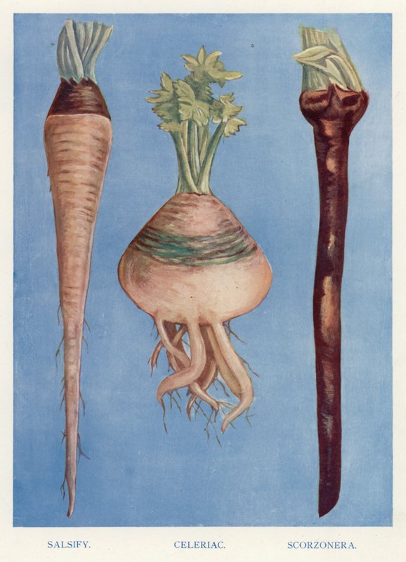 Guía del cultivador de vegetales: Salsifí, Apio nabo, Escorzonera de English School