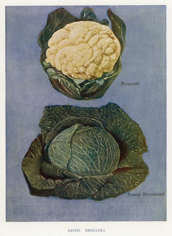 Guía del Cultivador de Vegetales: Col de Saboya, Brócoli (litografía en color) de English School