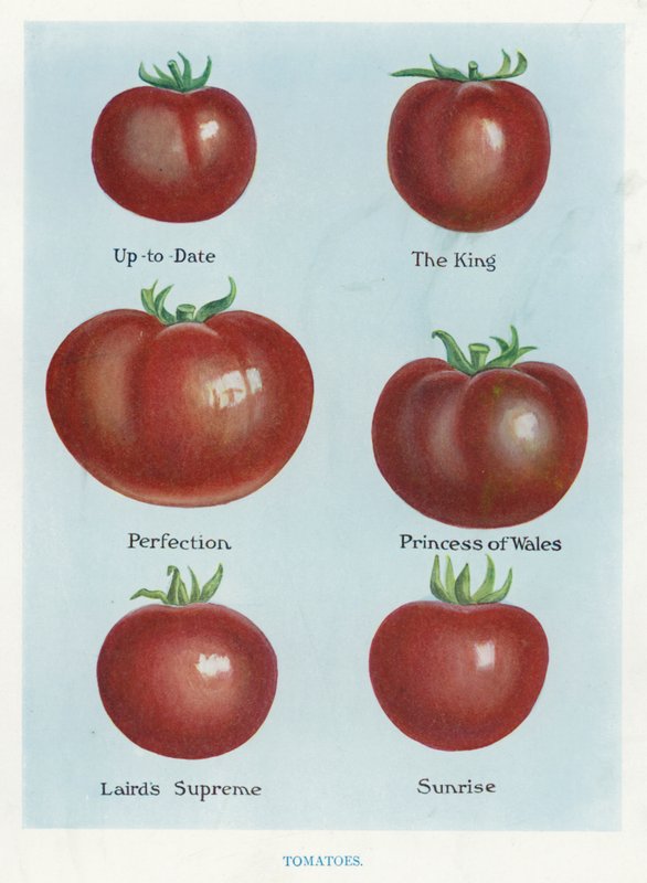 Guía del Cultivador de Vegetales: Tomates (litografía en color) de English School