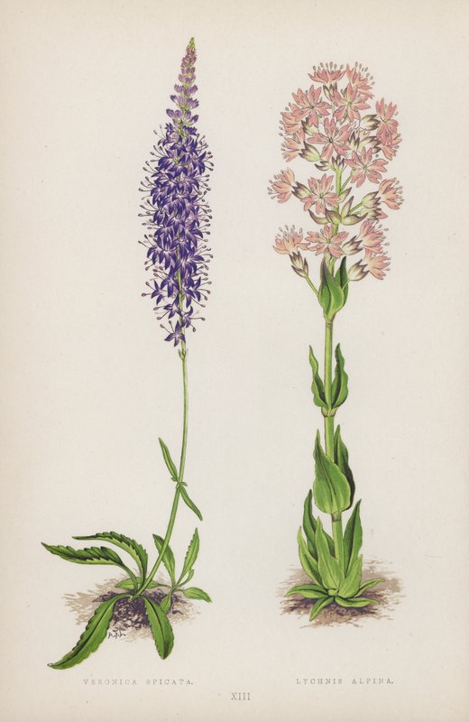 Veronica Spicata; Lychnis Alpina de English School