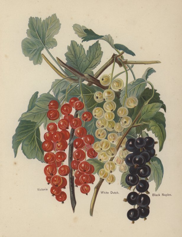 Victoria, White Dutch, Black Naples de English School