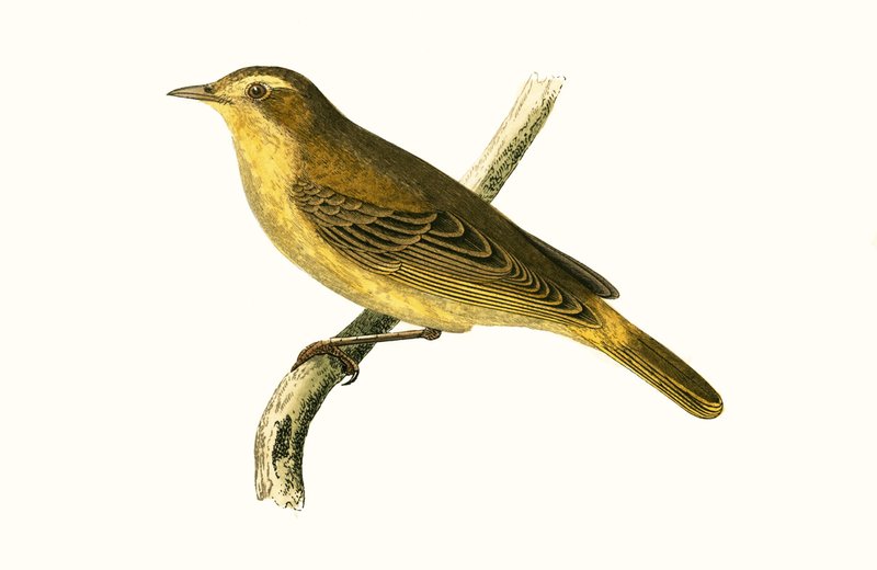 Mosquitero de Vieillot, ilustración de 