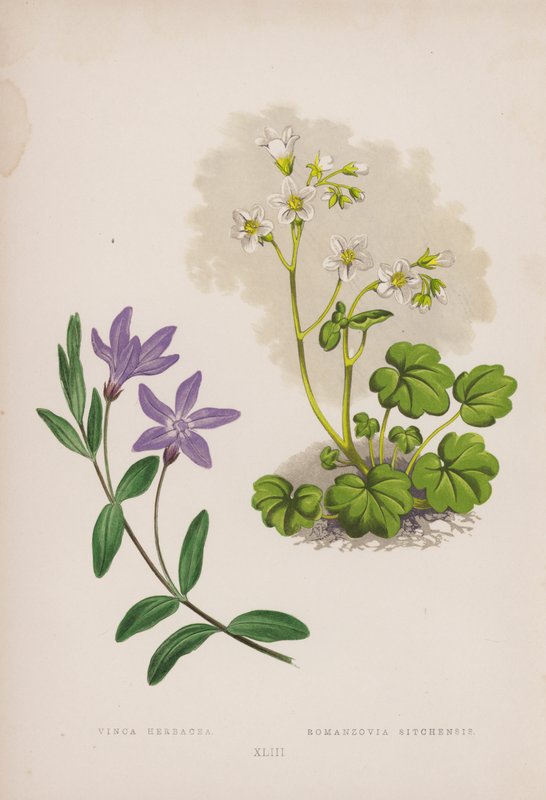 Vinca Herbacea; Romanzovia Sitchensis (litografía en color) de English School