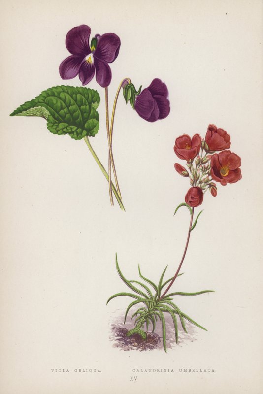 Viola Obliqua; Calandrinia Umbellata (litografía en color) de English School