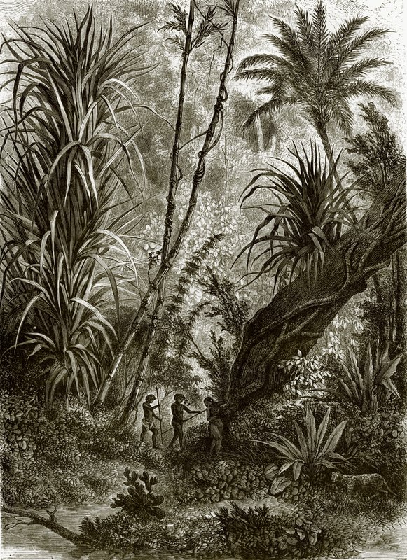 Selva virgen en Kar-Nikobar (Océano Índico) de English School