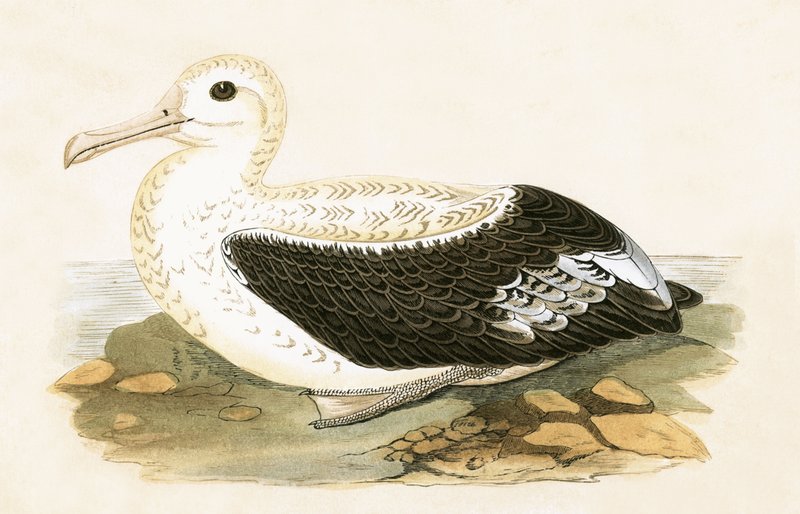 Albatros errante, ilustración de 