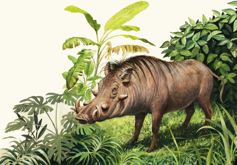 Warthog de English School