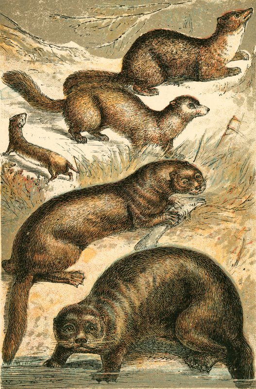Comadreja, marta, armiño, nutria y nutria marina de English School