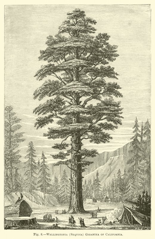 Wellingtonia (Sequoia) gigantea de California de English School