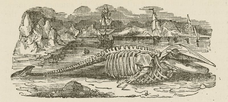 Esqueleto de ballena (grabado) de English School
