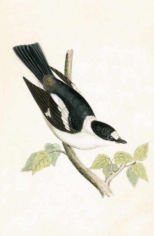 Papamoscas de collar blanco, ilustración de 