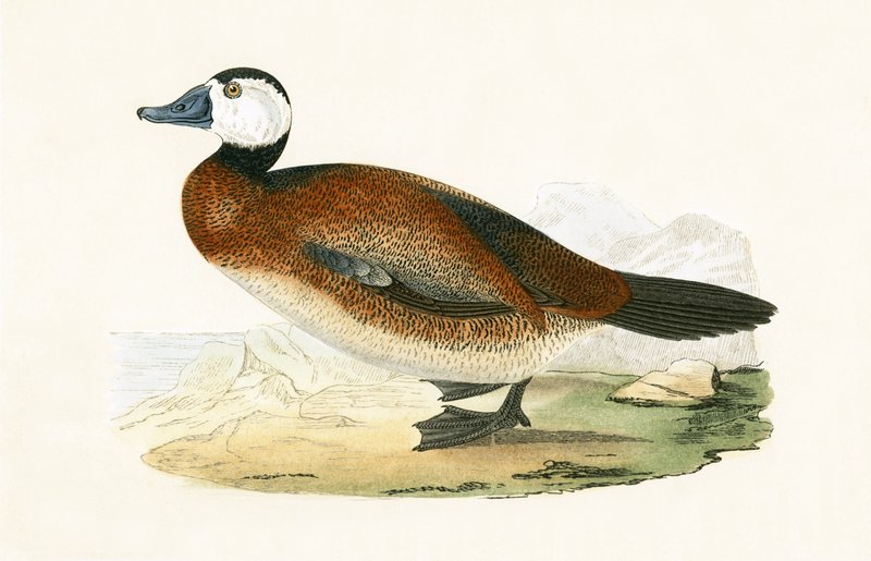 Pato de cabeza blanca, ilustración de 