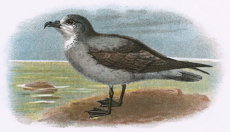 Petrel de garganta blanca de English School