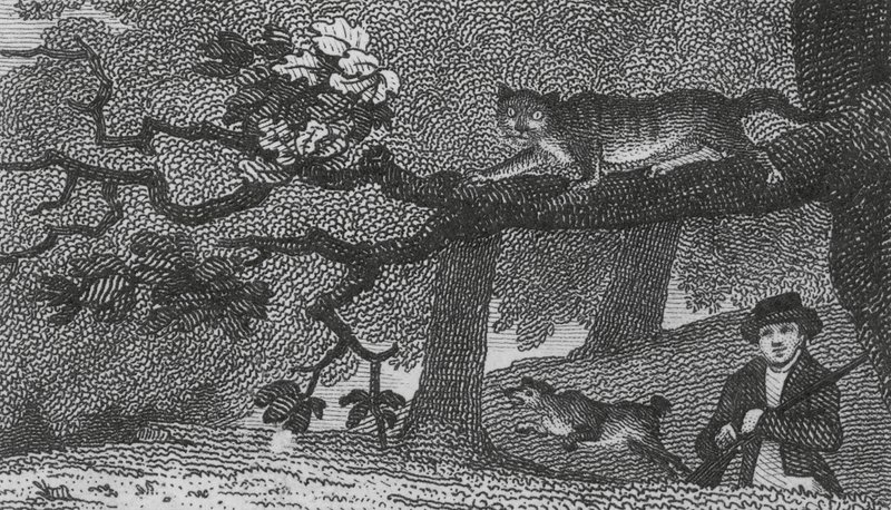 Gato salvaje (grabado) de English School
