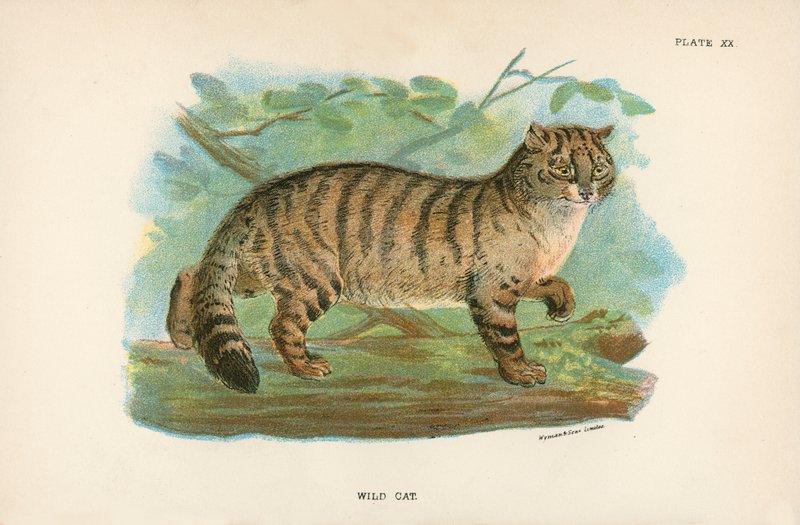 Gato Salvaje de English School