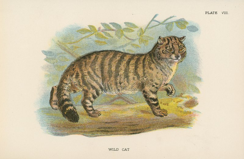 Gato Salvaje de English School
