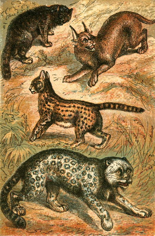 Gato salvaje, serval, onza y caracal de English School