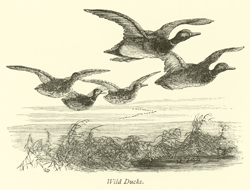 Patos salvajes de English School