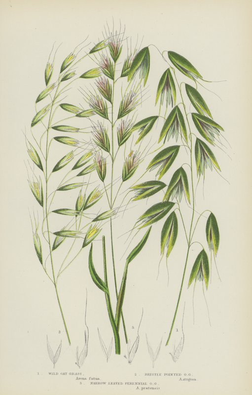 Hierba de avena silvestre, hierba de avena puntiaguda, hierba de avena perenne de hoja estrecha (litografía en color) de English School