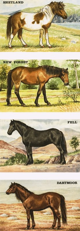 Ponis salvajes de Gran Bretaña de English School