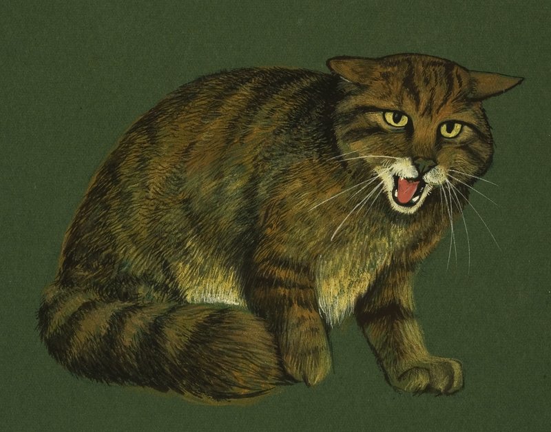 Gato Montés de English School